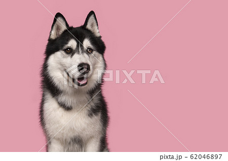 Portrait of a siberian husky glancing away on pink 62046897