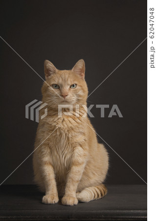 Pretty orange cat sitting looking at the camera Pretty orange cat sitting looking at the camera 62047048