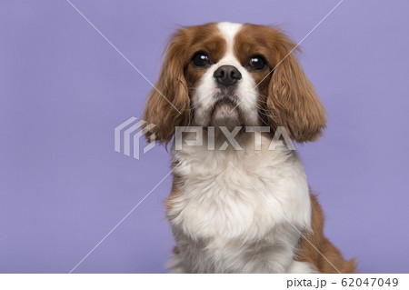 Portrait of a Cavalier King Charles Spaniel dog 62047049