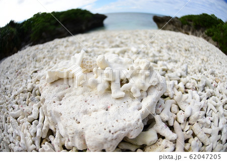 波照間島　ビーチ サンゴ 62047205