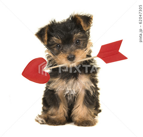 Cute sitting valentine yorkshire terrier, yorkie 62047305