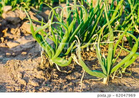 fresh young onions grow in the field in rows, agriculture, good harvest, onion seeds, farming 62047969