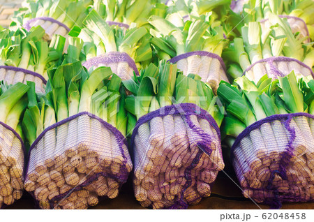 Fresh leek in net bags ready for sale. Harvest. Harvesting. Agriculture and farming. Freshly picked. Agribusiness. Agro industry. Growing Organic Vegetables 62048458