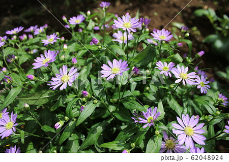 都忘れの花 ~・~・~Gymnaster~・~・~ 都忘れの花 ~・~・~Gymnaster~・~・~ 62048924