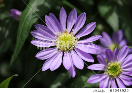 都忘れの花 ~・~・~Gymnaster~・~・~ 都忘れの花 ~・~・~Gymnaster~・~・~ 62048929