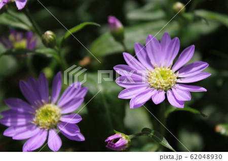 都忘れの花 ~・~・~Gymnaster~・~・~ 都忘れの花 ~・~・~Gymnaster~・~・~ 62048930