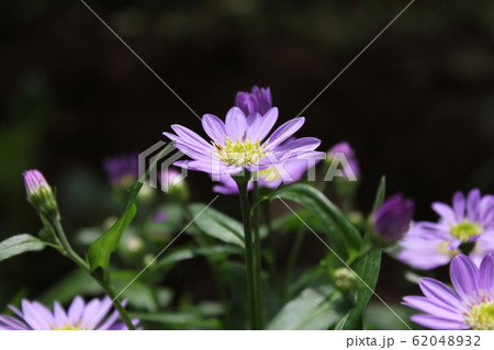 都忘れの花 ~・~・~Gymnaster~・~・~ 都忘れの花 ~・~・~Gymnaster~・~・~ 62048932