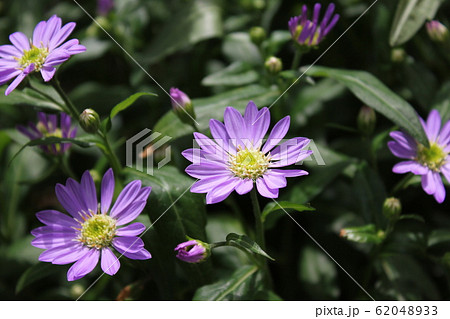 都忘れの花 ~・~・~Gymnaster~・~・~ 都忘れの花 ~・~・~Gymnaster~・~・~ 62048933