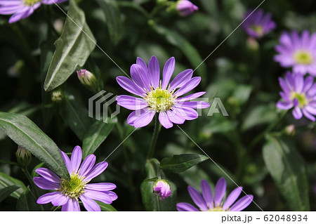 都忘れの花 ~・~・~Gymnaster~・~・~ 都忘れの花 ~・~・~Gymnaster~・~・~ 62048934