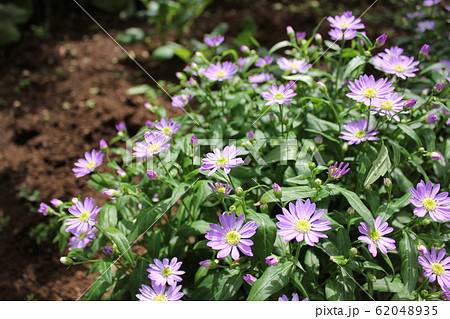 都忘れの花 ~・~・~Gymnaster~・~・~ 都忘れの花 ~・~・~Gymnaster~・~・~ 62048935