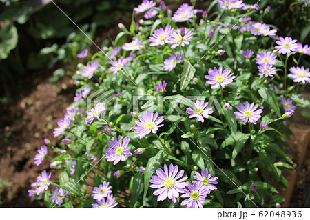 都忘れの花 ~・~・~Gymnaster~・~・~ 都忘れの花 ~・~・~Gymnaster~・~・~ 62048936