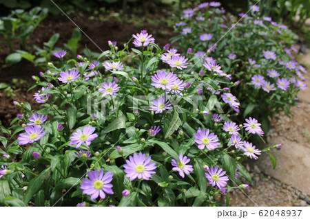都忘れの花 ~・~・~Gymnaster~・~・~ 都忘れの花 ~・~・~Gymnaster~・~・~ 62048937