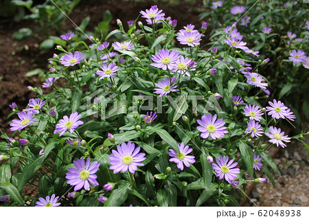 都忘れの花 ~・~・~Gymnaster~・~・~ 都忘れの花 ~・~・~Gymnaster~・~・~ 62048938