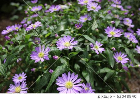 都忘れの花 ~・~・~Gymnaster~・~・~ 都忘れの花 ~・~・~Gymnaster~・~・~ 62048940