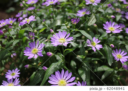 都忘れの花 ~・~・~Gymnaster~・~・~ 都忘れの花 ~・~・~Gymnaster~・~・~ 62048941
