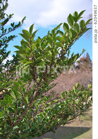 たわわに実ったヒサカキの実 62049637