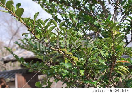たわわに実ったヒサカキの実 62049638