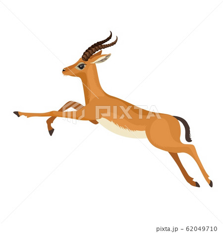 Gazelle Or Antelope With Horn Running In のイラスト素材