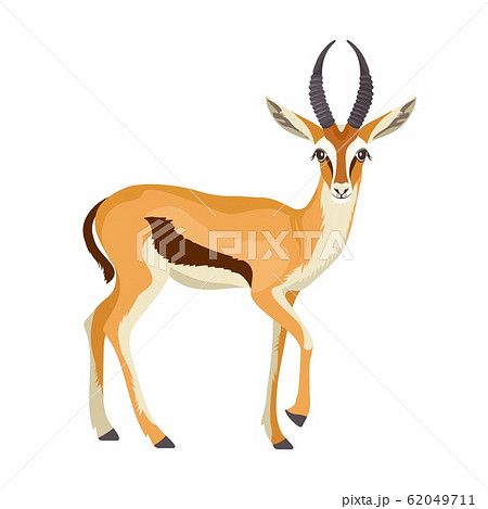 Gazelle Or Antelope With Horn African Mammal のイラスト素材