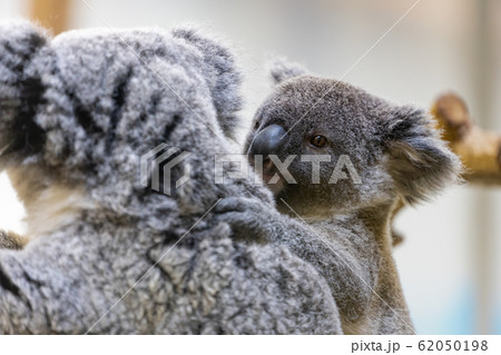 コアラの赤ちゃん コアラの赤ちゃん 62050198