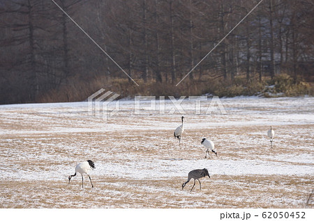 珍しい！タンチョウの群れに混ざるクロヅル（北海道） 62050452