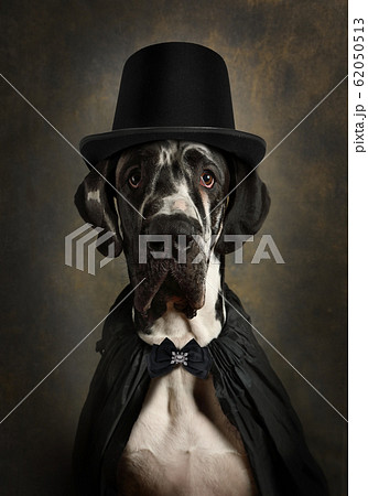Portrait of a great Dane in a black Cape and Portrait of a great Dane in a black Cape and 62050513