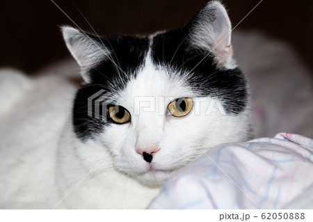 White cat with black ears and yellow eyes White cat with black ears and yellow eyes 62050888
