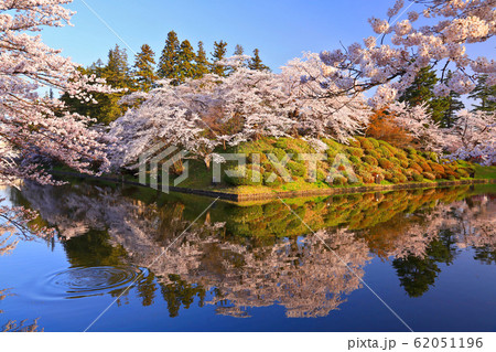 桜のリフレクション 桜のリフレクション 62051196