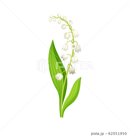 Lily of the Valley with Oblong Leaves and Flowers Vector Illustration 62051950
