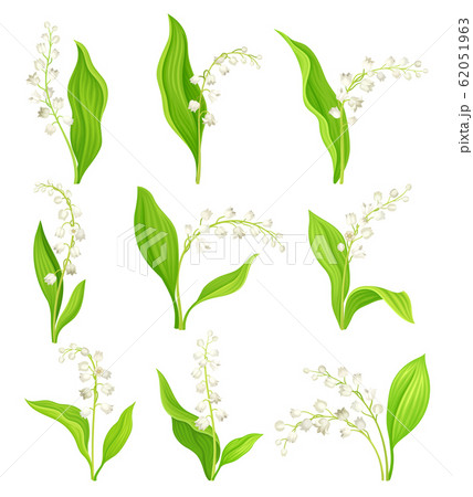 Lily of the Valley with Oblong Leaves and Flowers Vector Set 62051963