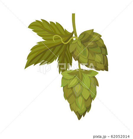 Fresh Hop Plant With Cone And Green Leaves のイラスト素材 6514