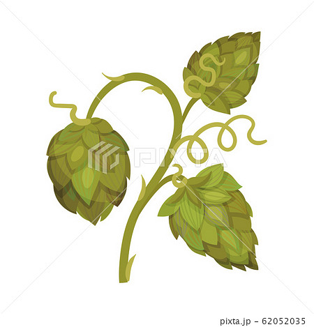 Hop Plant With Leaves And Cones Isolated On のイラスト素材 6535