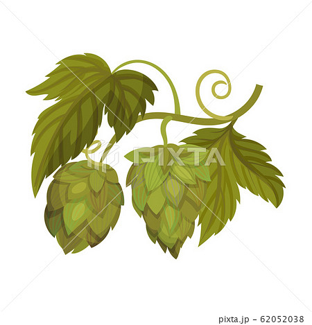 Hop Plant With Leaves And Cones Isolated On のイラスト素材 6538