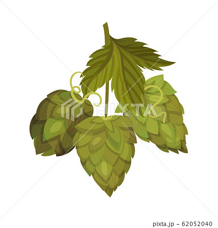 Hop Plant With Leaves And Cones Isolated On のイラスト素材 6540