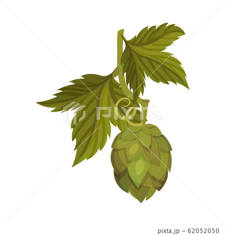 Fresh Hop Plant With Cone And Green Leaves のイラスト素材 6550