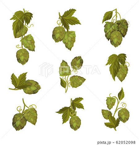 Fresh Hop Plants With Cones And Green Leaves のイラスト素材 6598