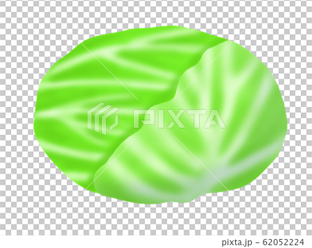 白菜（無干線） 62052224
