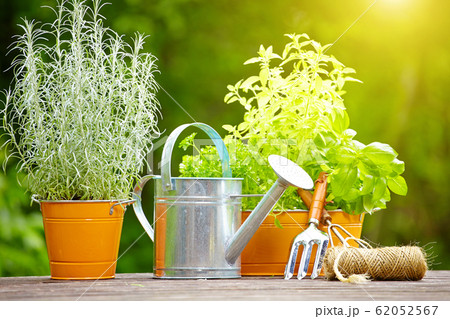 concept of gardening and hobby concept of gardening and hobby 62052567