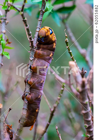 larva is creeping on tree 62055882