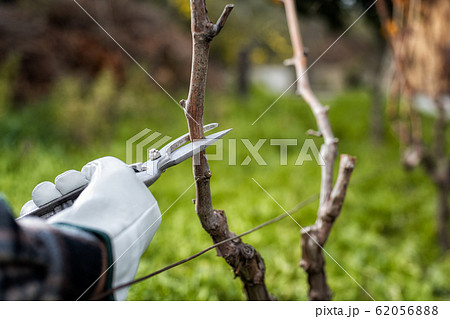 Farmer pruning the vine in winter. Agriculture. Farmer pruning the vine in winter. Agriculture. 62056888