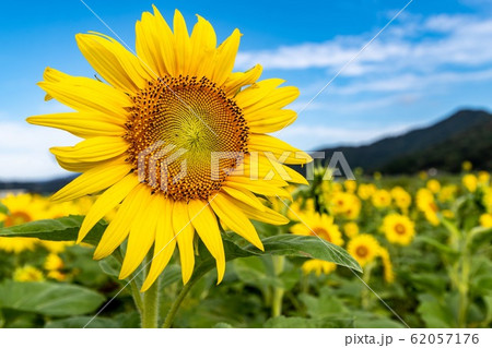 青空と向日葵 青空と向日葵 62057176