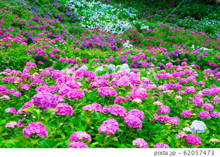 満開のアジサイ 千葉県茂原市 服部農園あじさい屋敷 18年6月の写真素材