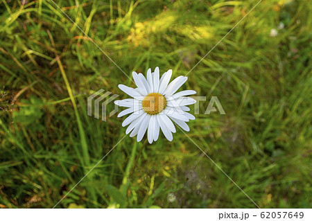 Camomile on a meadow among the grass in summer Camomile on a meadow among the grass in summer 62057649