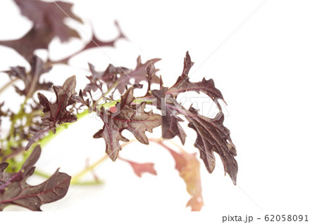 マスタード 62058091