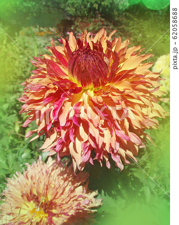 Close-up of pink yellow white semi cactus dahlia 62058688