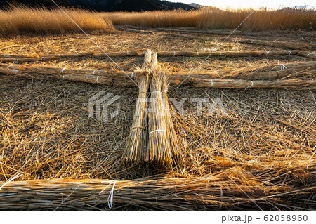 北上川黄金色ヨシ原のヨシ刈りヨシ束 62058960