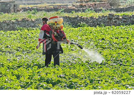Farmer with manual electric fogger machine spraying pesticides and herbicides 62059227