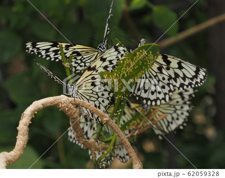 蝶のなる木 62059328