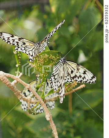 蝶のなる木 62059332