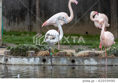 珍しい(?) 白と黒のフラミンゴ (多分成長途中の子ども) 珍しい(?) 白と黒のフラミンゴ (多分成長途中の子ども) 62059490